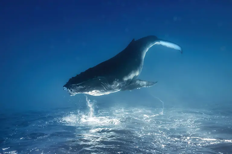 Whale Dreams , by Remuna Beca, The Nature Photography Contest 2025 Underwater Winner
